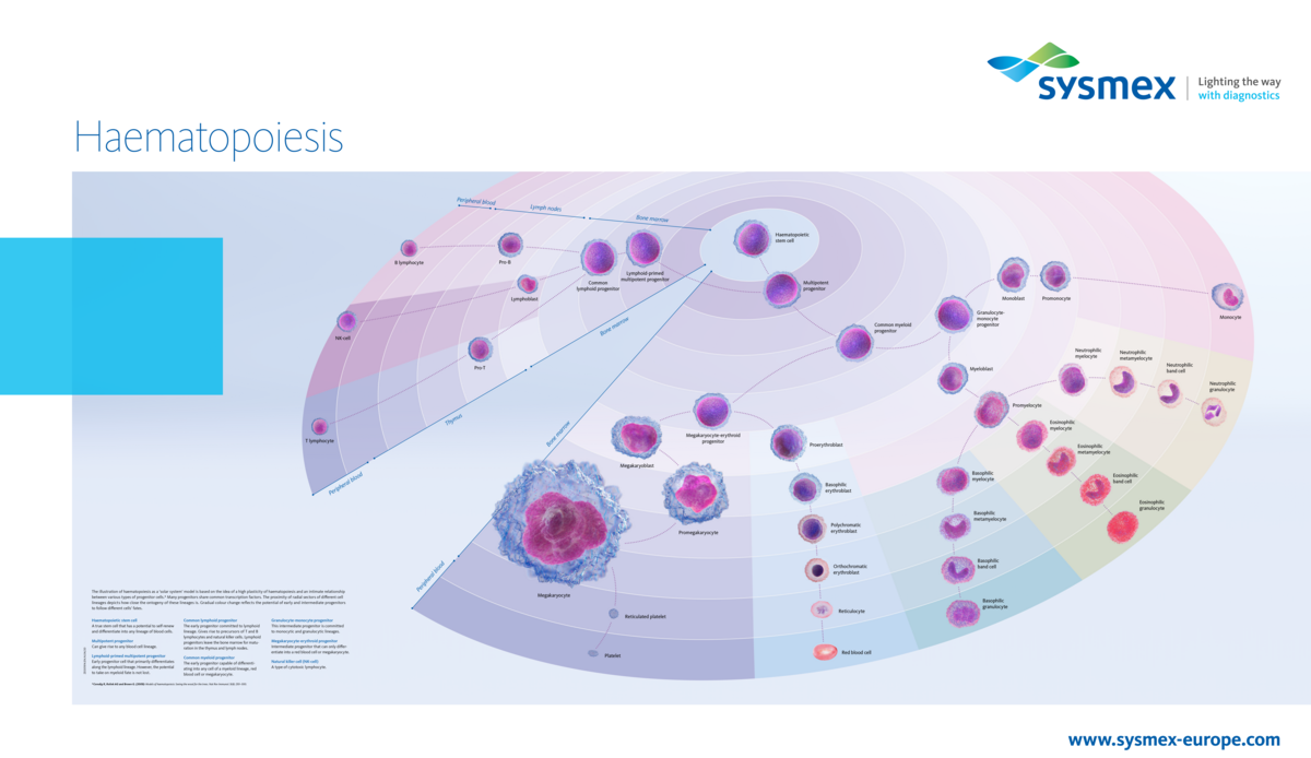 [.NO-no Norway (norwegian)] Our haematopoiesis poster illustrates the development from the pluripotent stem cell via progenitor and precursor cells in bone marrow, lymph nodes and thymus to the mature blood cells circulating in peripheral blood, using a fresh optical approach.
