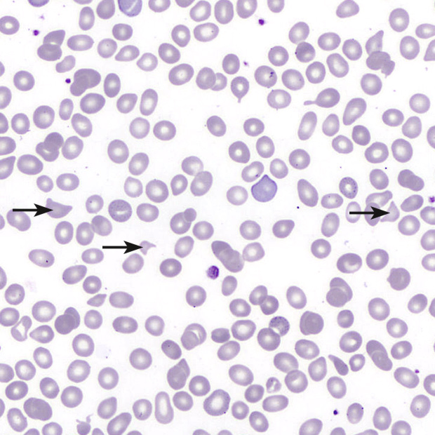 [.NO-no Norway (norwegian)] Microspcope